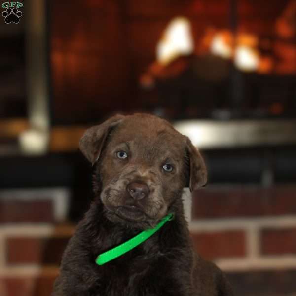 Junior, Silver Labrador Retriever Puppy